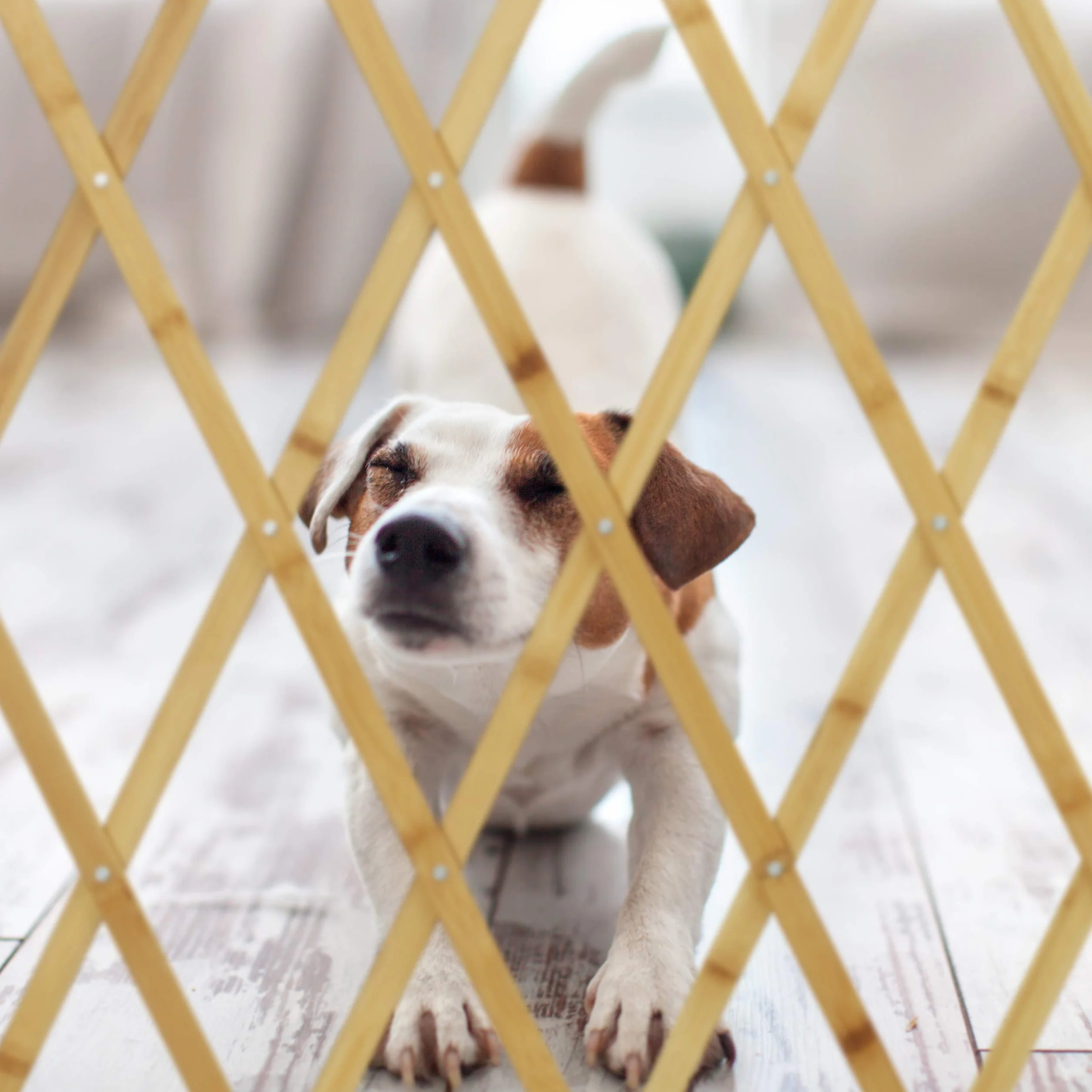 Relaxdays Barriera per cani, cancelletto di sicurezza per porte e scale, griglia a forbice estensibile fino a 116,5 cm, altezza 82,5 cm, naturale, L